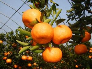 Natural Sweet Canned 3 Kg Tangerine Orange Sacs